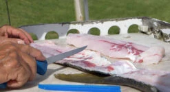 Cuda AquaTuff Fillet Knifes With Blade Cover 13 Cuda AquaTuff Fillet Knifes With Blade Cover -Fishing Equipment Store cuda aquatuff fillet knifes with blade cover 54461.1676038842