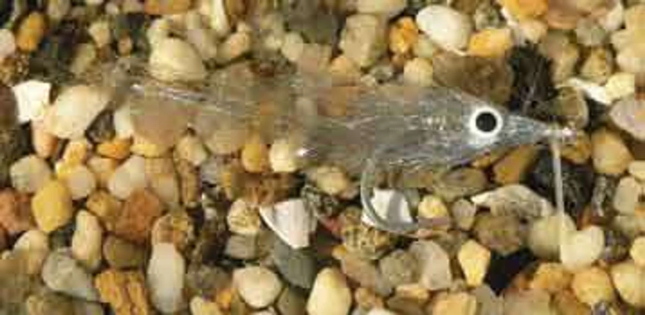 Enrico Puglisi Minnow Bay Anchovy Saltwater Fly 3 Enrico Puglisi Minnow Bay Anchovy Saltwater Fly