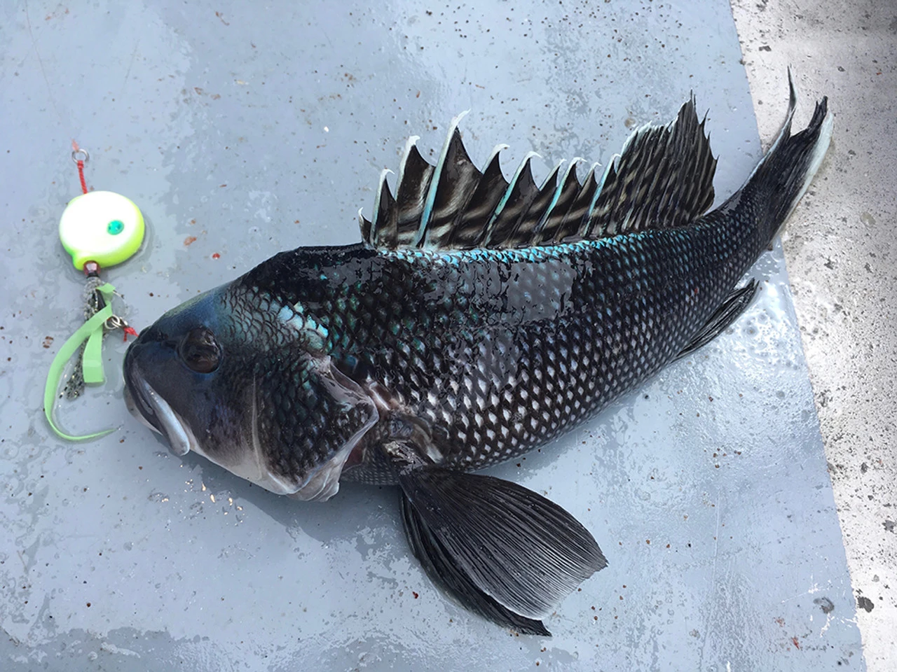 Shimano Lucanus Ultimate Seabass Kit 4 Shimano Lucanus Ultimate Seabass Kit - Image 2